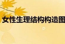 女性生理结构构造图片实物（女性生理结构）